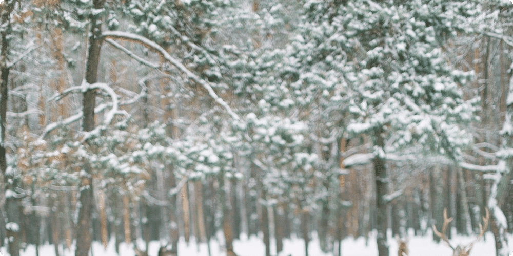 Astuces pour protéger vos animaux du froid
