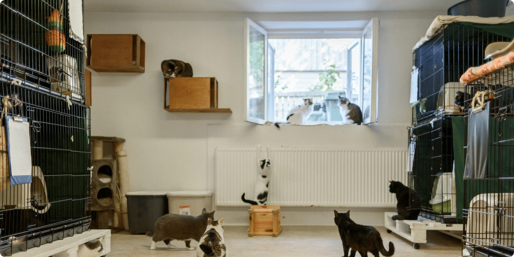 Les besoins fondamentaux des animaux