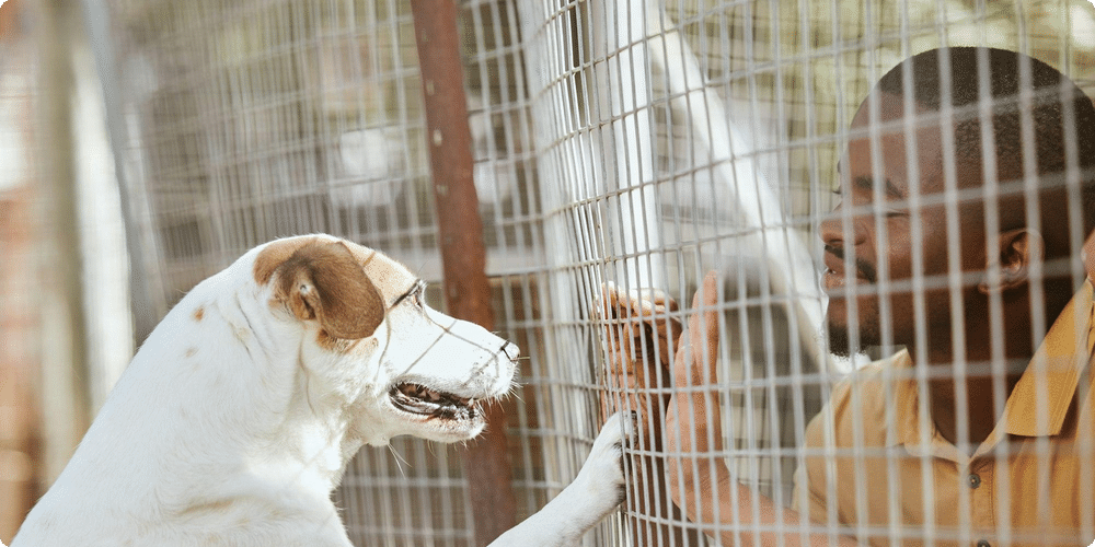 Entretenir votre abri pour animaux