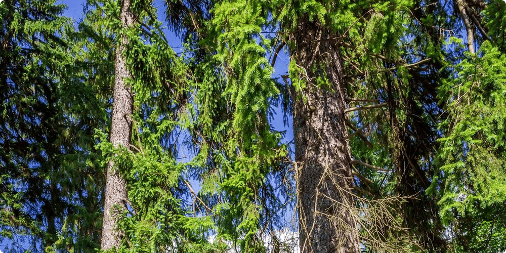 Comment choisir un abri de jardin en bois selon votre climat ?