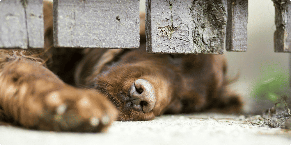 Choisir le bon design pour votre animal