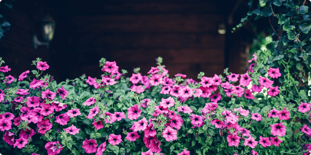 Personnaliser votre abri de jardin en bois