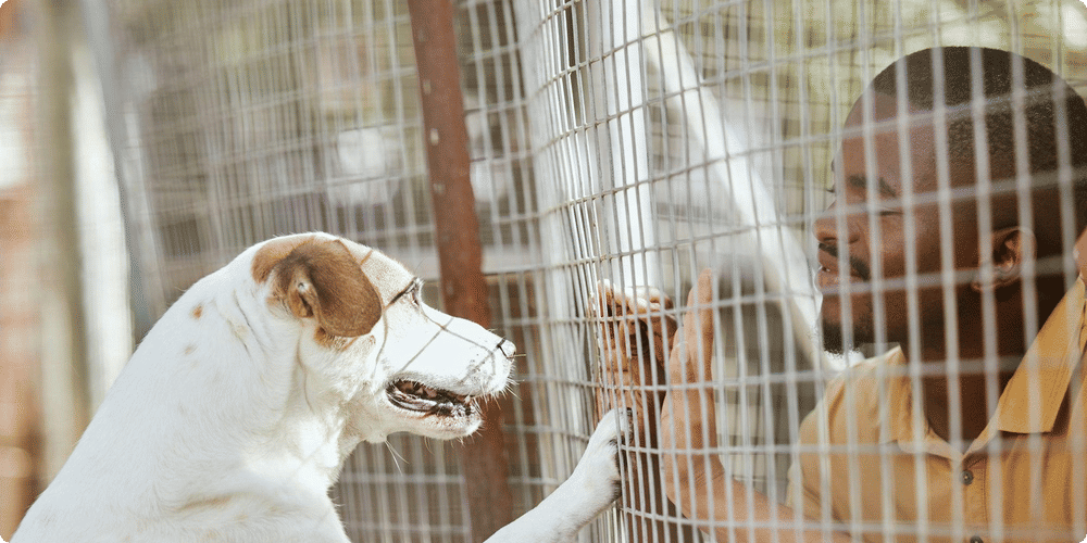 Les raisons d'installer un abri pour vos animaux