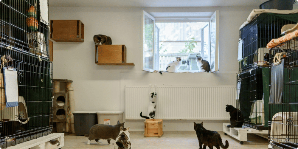 Optimiser l'intérieur d'un abri pour animaux